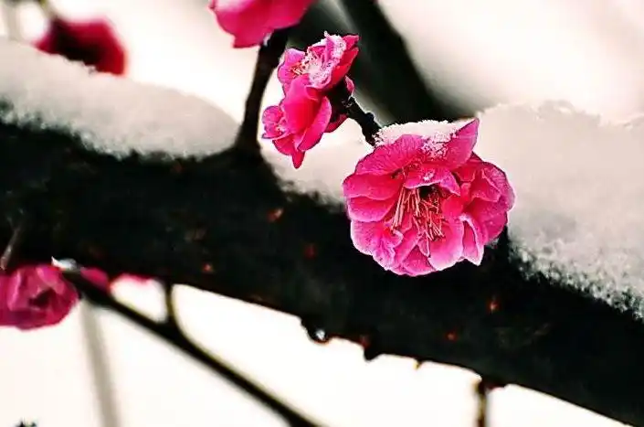 诗词鉴赏傲雪寒梅独自开