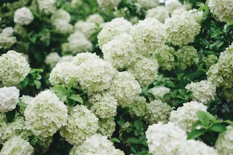 绣球花 - 堆糖,美图壁纸兴趣社区