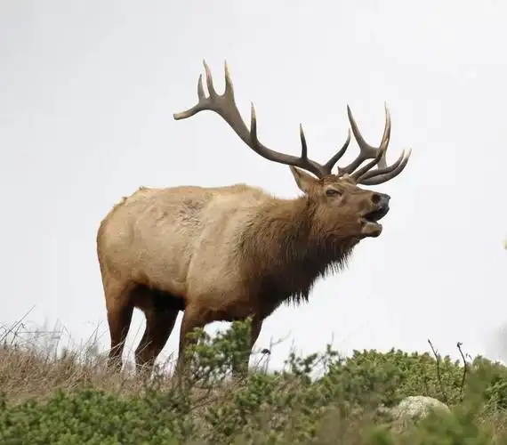 少数服从多数,动物也讲民主?马鹿首领是摆设,三色犬狩猎要开会