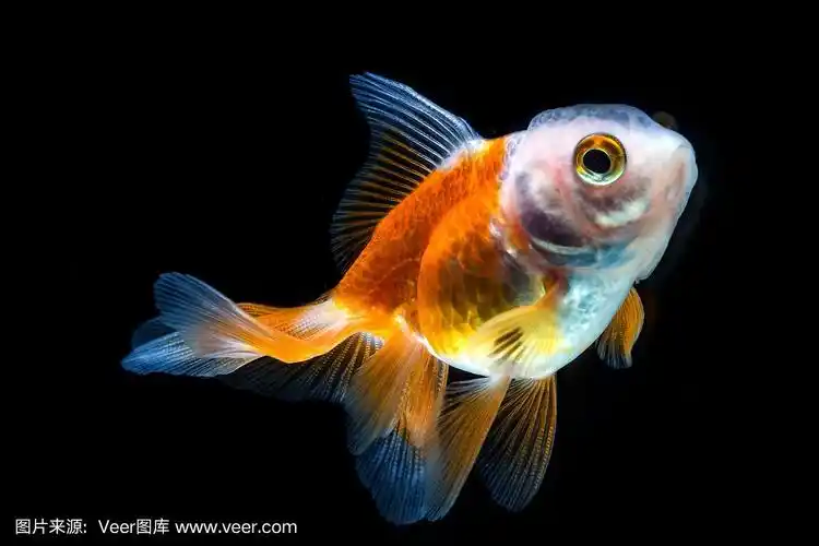 金鱼在水中游动,孤立在黑色上.