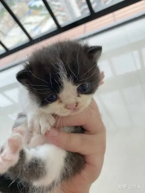 加菲猫配美短? - 知乎