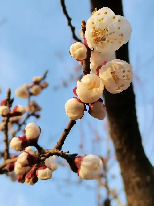 赏春之杏花