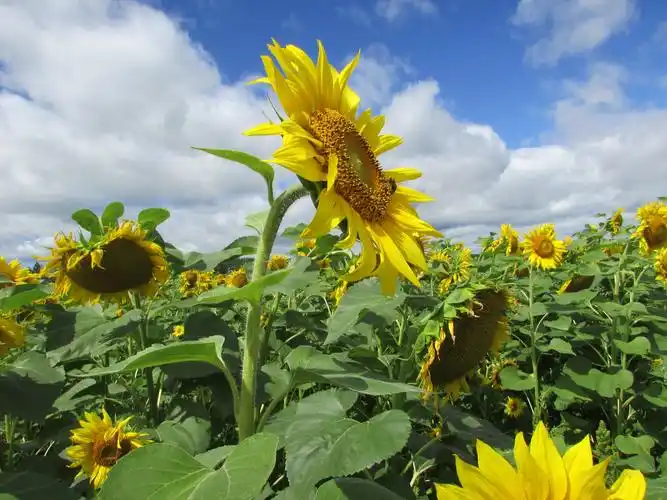 葵花朵朵向太阳