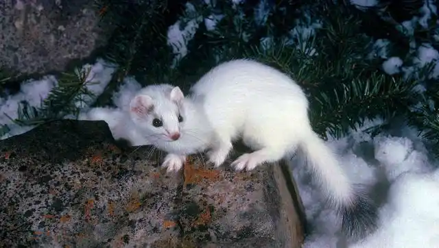 实拍白色黄鼠狼,网友问:这得修行了多少年?