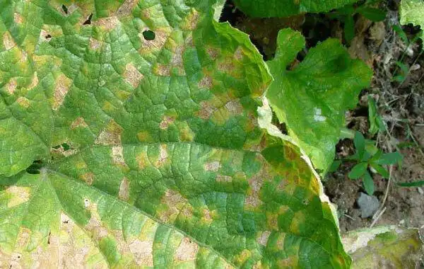 黄瓜褐斑病的症状