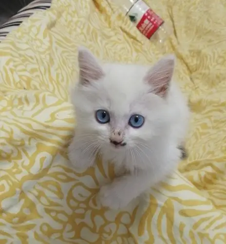 想问大家小土猫也会有蓝眼睛吗?