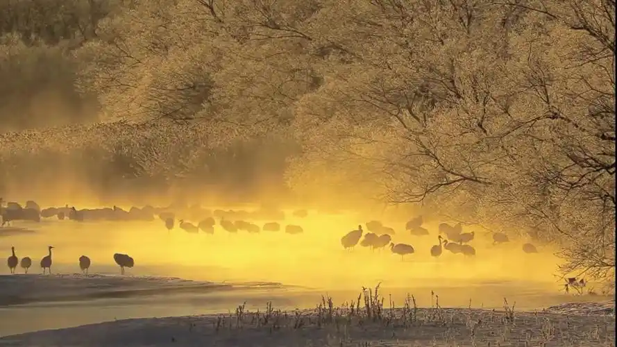 夕阳下的仙鹤群 这么仙气飘飘的一幕你最想分享给谁.景