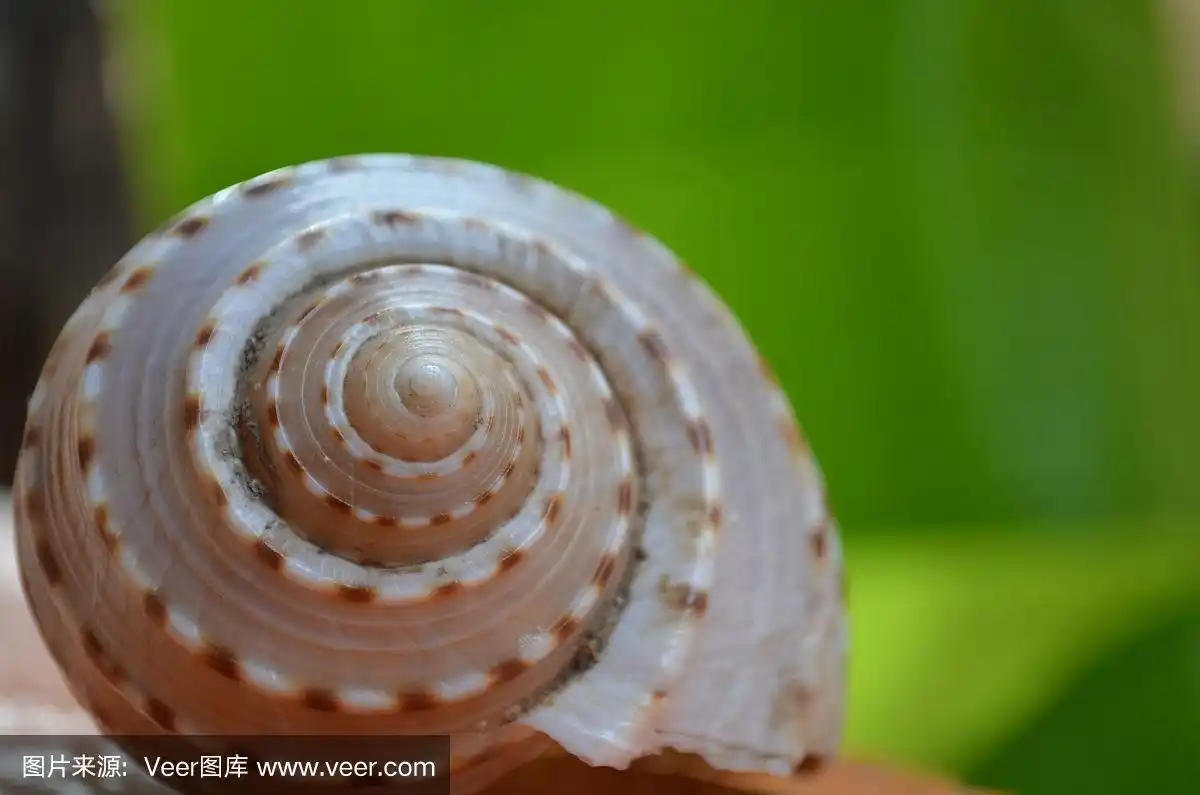 海贝壳在绿色背景