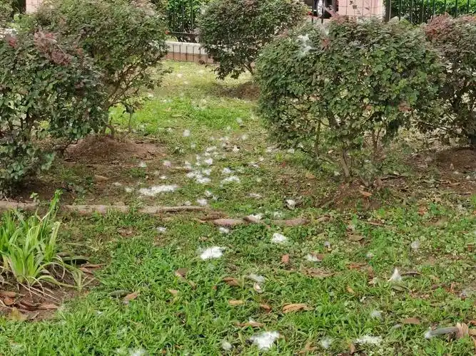 木棉花絮虽美如雪但这些人群要远离