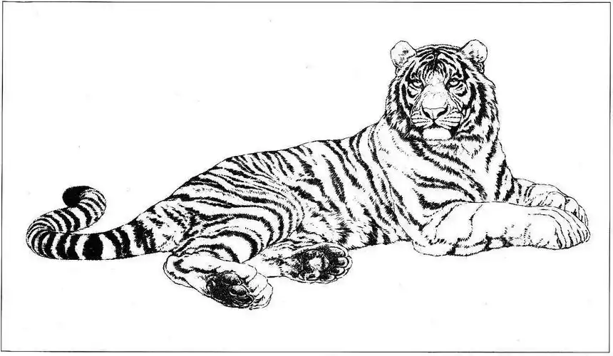 28张老虎黑白线描图