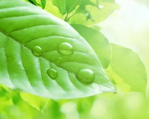 绿色养眼高清桌面壁纸高清大图预览1280×1024_植物壁纸下载_美桌网