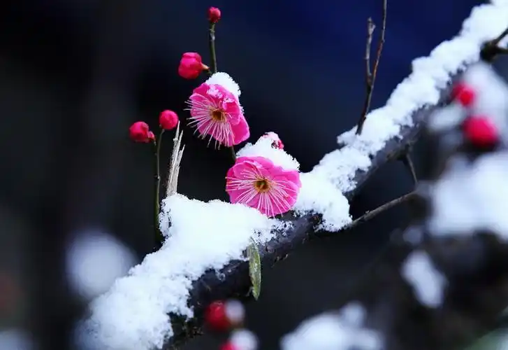 寒凝大地百丈冰 梅花傲雪花枝俏【美图共赏】