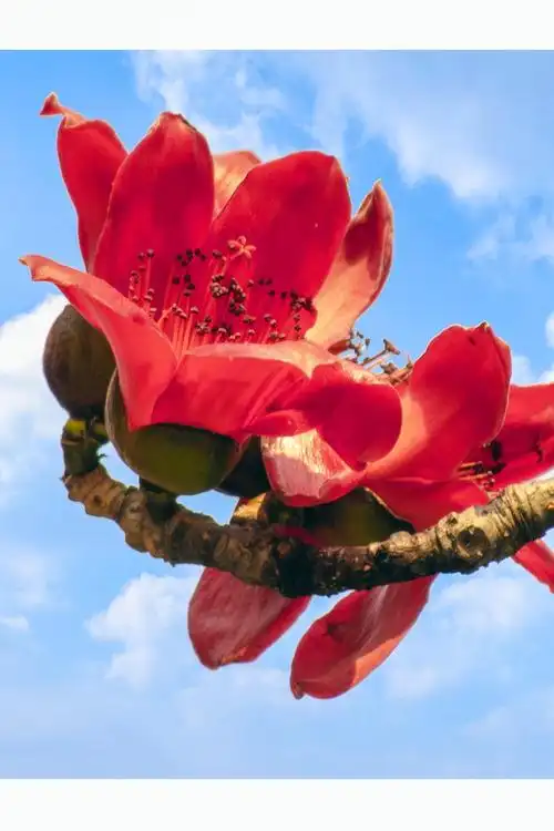 木棉花开红胜火