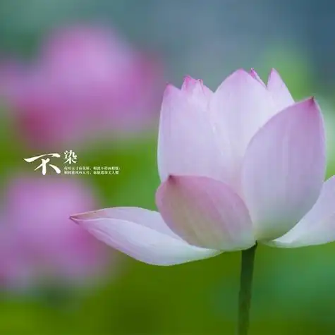 小清新唯美风景头像太美了用了就不想换掉了