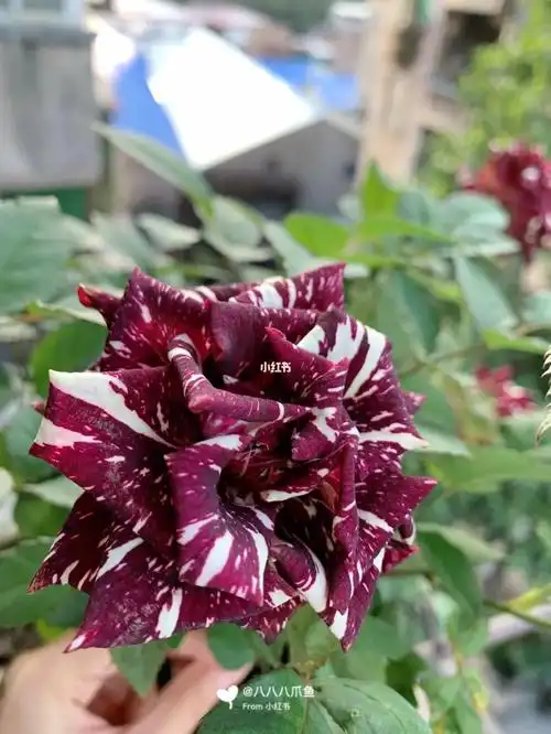 散养流星雨月季