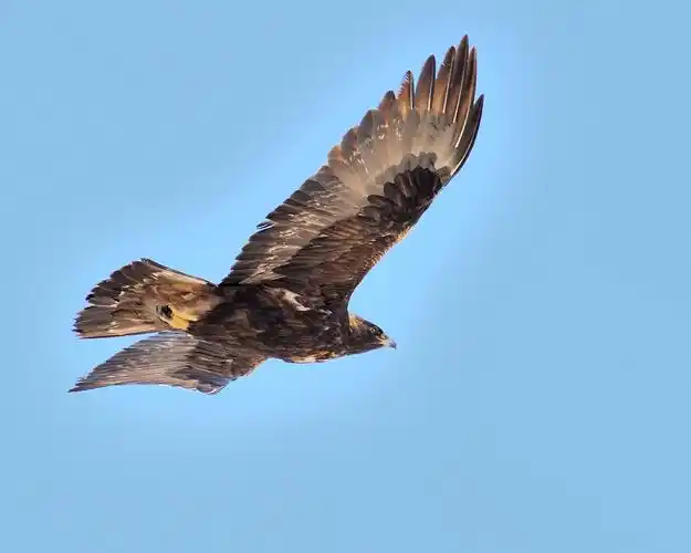 金雕金雕翱翔九天