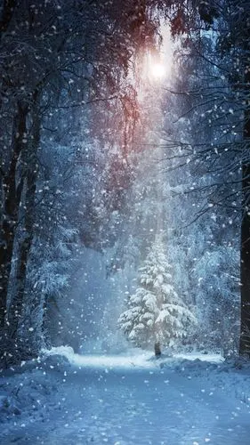 壁纸 冬天,树木,雪,阳光 7680x4320 uhd 8k 高清壁纸, 图片, 照片