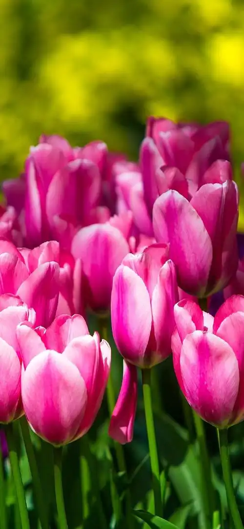 唯美花卉郁金香摄影手机壁纸