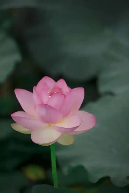 荷花,……心静,坦然