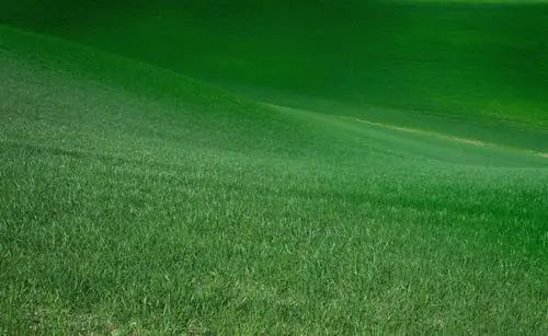 绿色护眼草坪图片