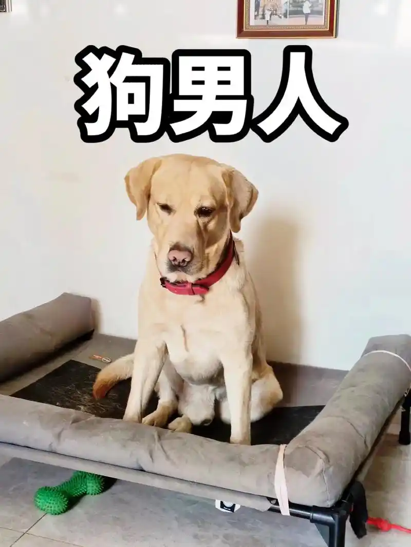狗男人