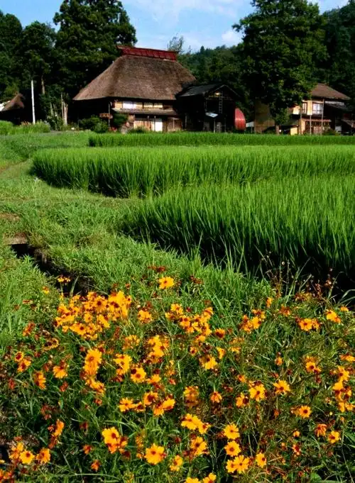 手机壁纸～田园风光