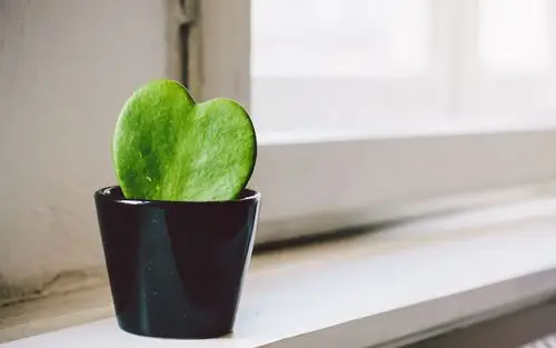 室内小清新植物风景桌面壁纸