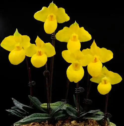 国家植物园中的杏黄兜兰(一级保护植物)_看图王(1)