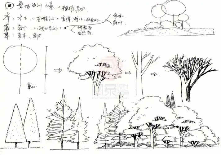 风景园林考研风景园林手绘练习植物与植物组合画法风景园林考研院校
