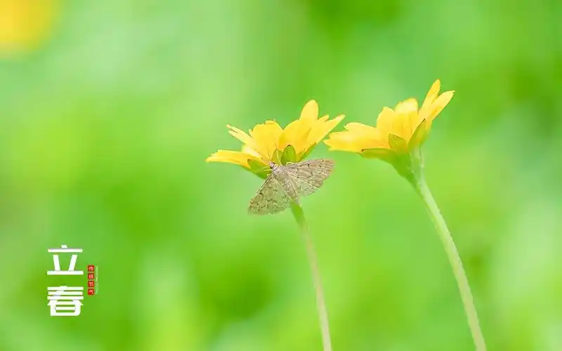 电脑壁纸 节日 节日合集 立春时节唯美养眼主题图