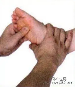 定位:双脚斜方肌反射区下方一拇指宽处,支气管反射区与肺反射区重叠