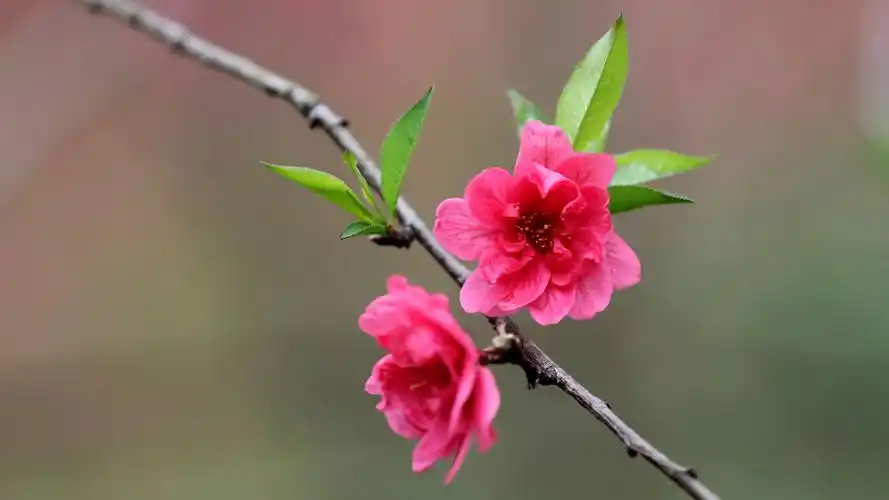 图集广西融安桃花盛开醉游人