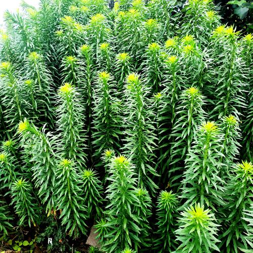 新鲜小飞蓬草小白酒菊草加拿大飞蓬草干货鲜品随机发一斤包邮