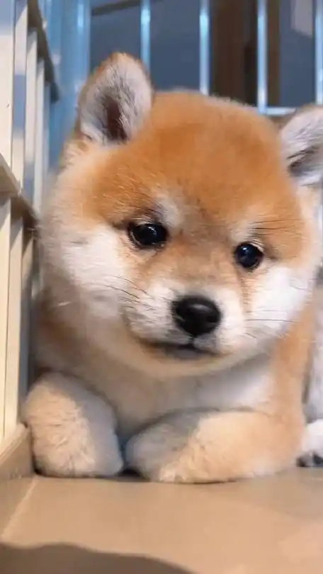 萌萌哒小柴犬看起来好乖啊,这呆萌的小眼神可爱炸了!_新浪新闻