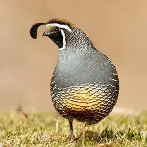 quail - qq音乐-千万正版音乐海量无损曲库新歌热歌天天畅听的高品质