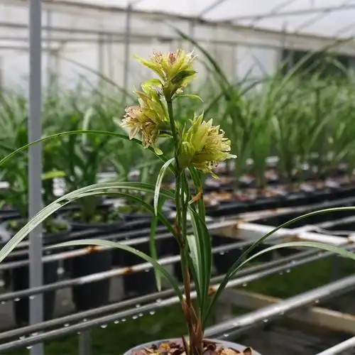 春剑极品盛世牡丹多瓣奇花高档浓香花卉盆栽时令草本花卉