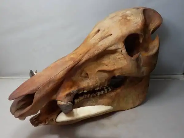 猪(イノシシ)の头骨牙付 検:剥制标本头盖骨自然科学