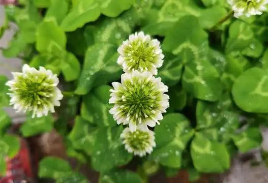 四叶草花图片