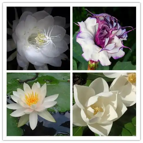 2020年陕西省考常识累积佛教四大吉花