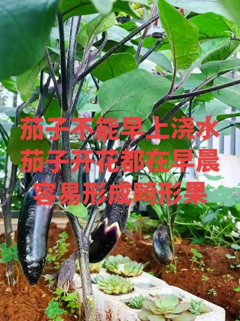 茄子的种植技巧#茄子种植 #茄子种植管理技术 #每天分享蔬菜 - 抖音