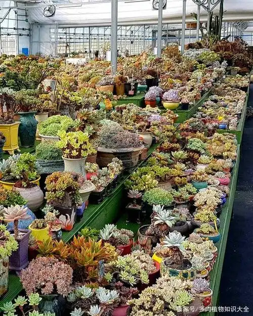 超美的多肉植物一次看个够,来自韩国的园艺花园