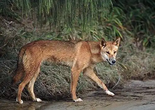 canis familiaris australasiae