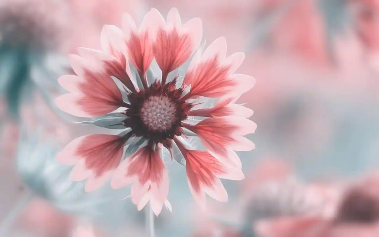 奇异小清新花卉高清桌面壁纸