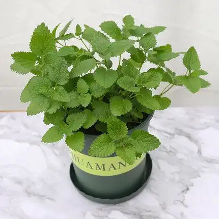 柠檬薄荷盆栽大盆可食用大叶绿植