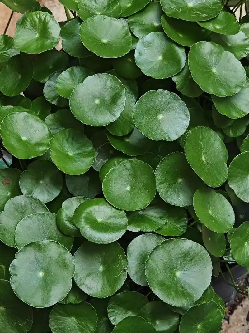 有没有被绿色荡漾的氛围打动?