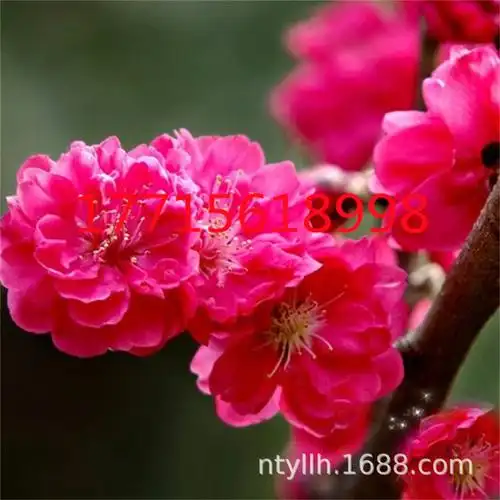 乌梅原生梅花盆栽大树苗室内外耐寒绿萼朱砂红梅盆景花卉腊梅老桩