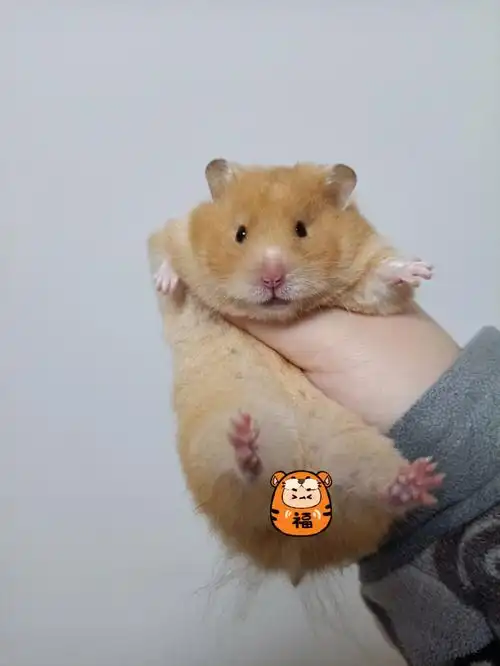 马上八个月的面纹蜜mm还是好可爱hhh