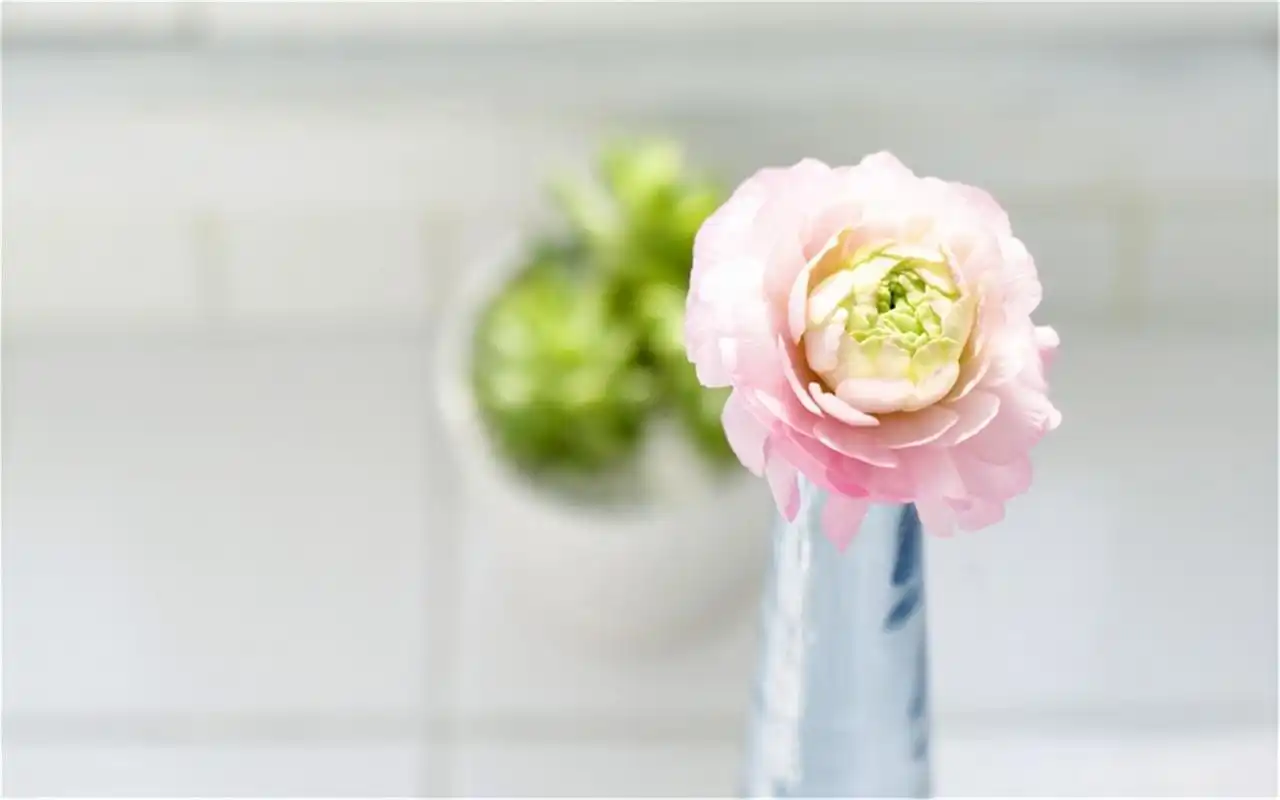 小清新静物唯美高清桌面壁纸-风格壁纸-壁纸下载-美桌网