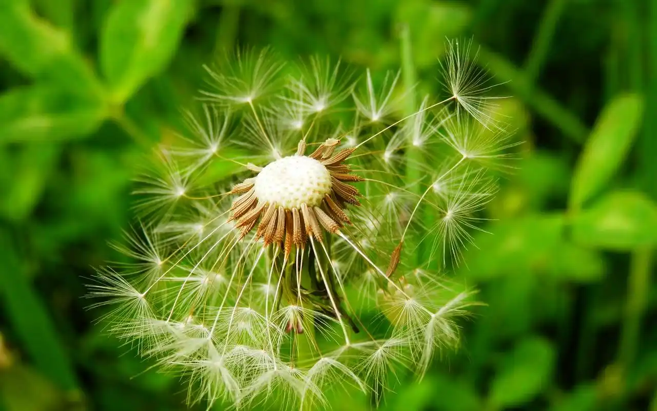 首页 桌面壁纸 风景壁纸 蒲公英唯美高清图片电脑壁纸 上一张 下一张
