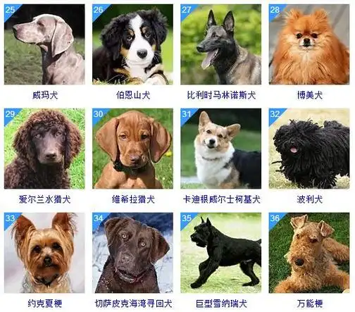智商高的狗狗排名(世界名犬排名前100图及名称)